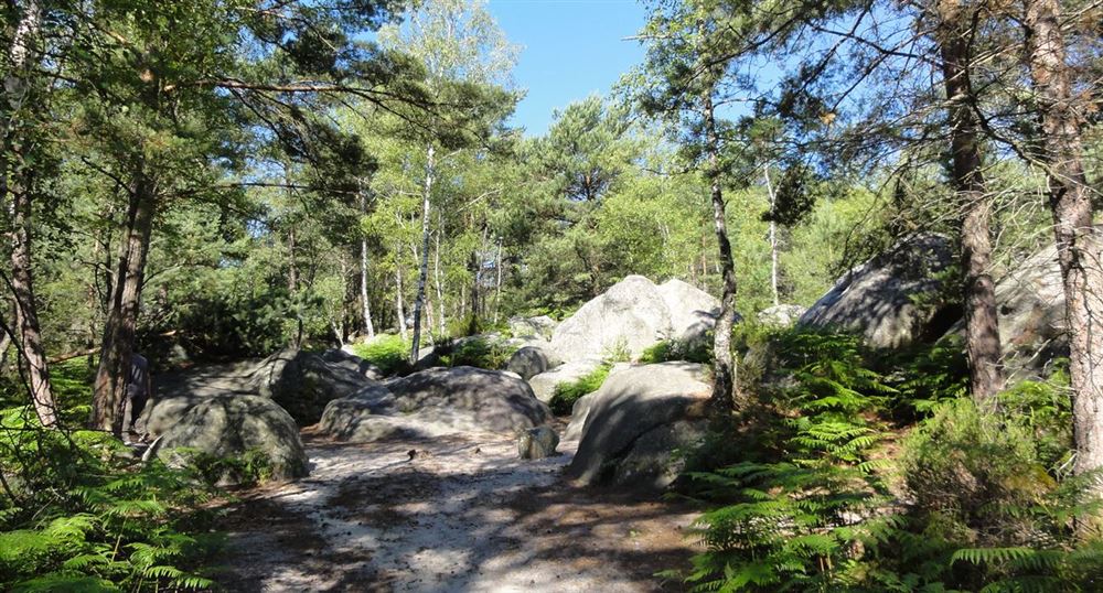 BALADE EN FORET DE FONTAINEBLEAU