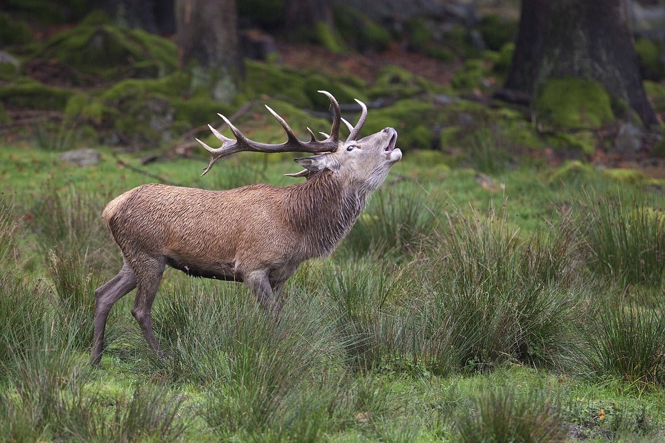 CERF FORET DE FONTAINEBLEAU